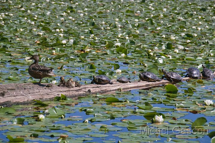 MGA89124R Ducks and turltles Deer lake.jpg - Michel Gascon(c)2008-